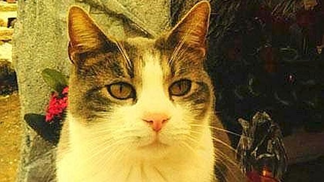 Gato visita la tumba de su dueño muerto y le lleva regalos