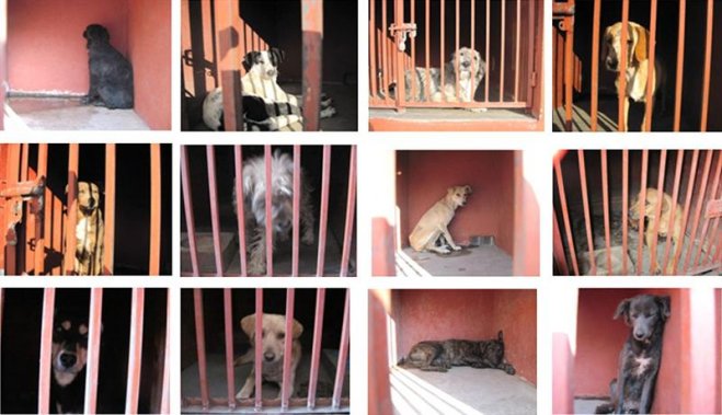 Perros salvajes mataron a cuatro personas en ciudad de México