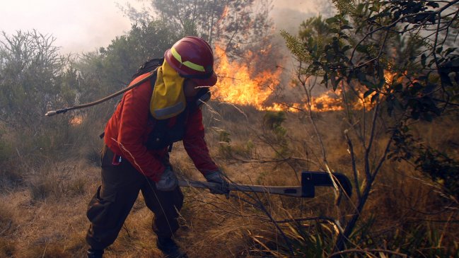 Dos personas fueron formalizadas por incendio forestal en El Maule