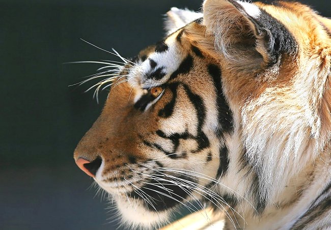 México: Tigre atacó y mató a domador en medio de una presentación circense