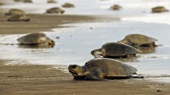 Tortugas criadas en granja pueden afectar a otras por condiciones inadecuadas de habitabilidad
