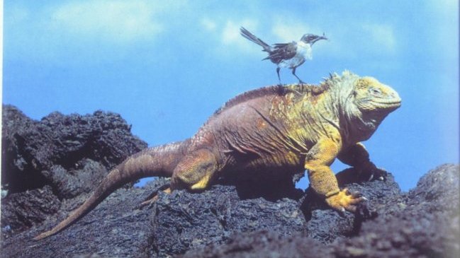 Alemán fue condenado a cuatro años de cárcel por intentar sacar iguanas de Islas Galápagos