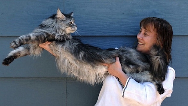 Murió el gato más largo del mundo