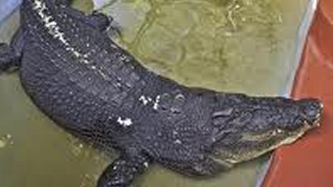 Murió el cocodrilo en cautiverio más grande del mundo
