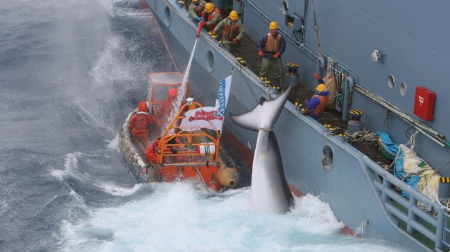 Japón proseguirá la pesca de ballenas pese a críticas de grupos ecologistas
