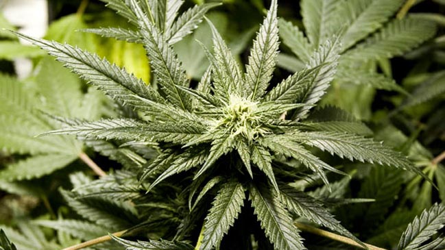 Psiquiatra procesado defendió el autocultivo de marihuana