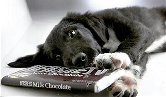 Los chocolates pueden matar a su perro