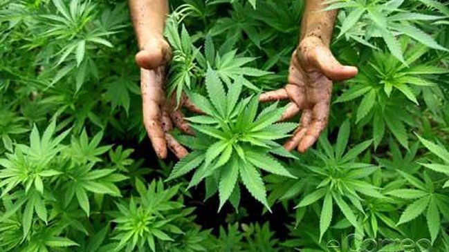 República Checa permitirá la venta en farmacias de cannabis para fines médicos