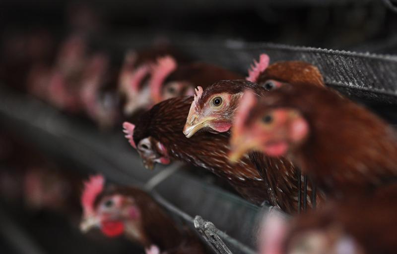 OMS confirmó mutación del virus H7N9 que hace más fácil infectar a humanos