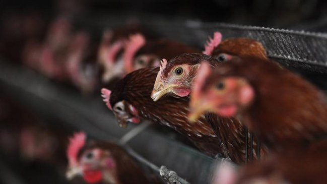 OMS confirmó mutación del virus H7N9 que hace más fácil infectar a humanos