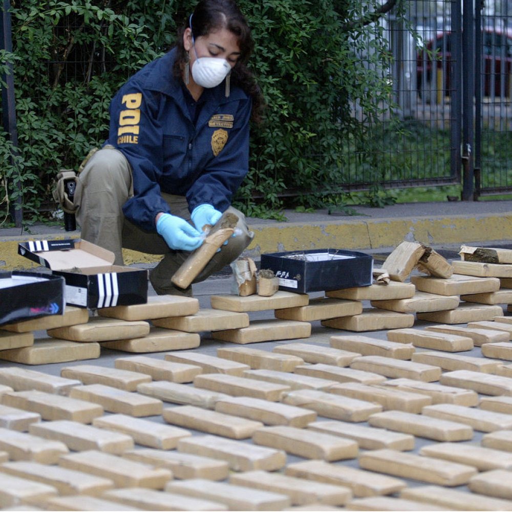 PDI incautó más de 354 kilos de marihuana en La Serena