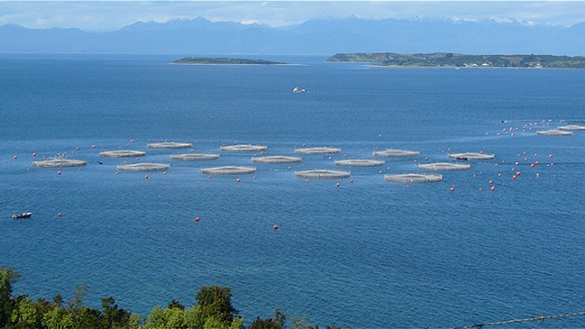 Sernapesca toma medidas de control y prevención ante brote de virus ISA
