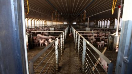 Freirina exige limpieza tras salida de últimos cerdos de Agrosuper