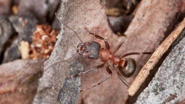 Estudio: Un tipo de hormiga roja puede ayudar a predecir terremotos
