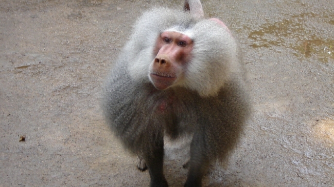 Niño fue mordido por mono en zoológico de Quilpué