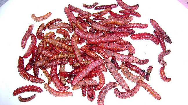 La FAO afirma que hay potencial alimentario por explotar en los insectos