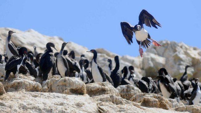PDI investiga muerte de especies marinas protegidas en Región de Coquimbo