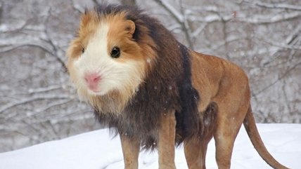 Los animales combinados con otras especies