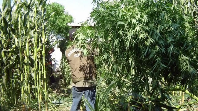 Juez rechazó plan de un pueblo español que quería plantar cannabis