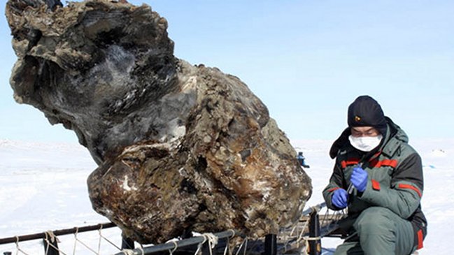 Sangre líquida hallada en cadáver de mamut abre posibilidad de clonación