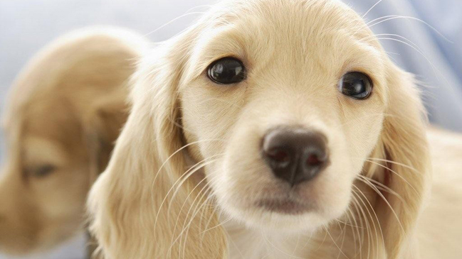 El mito de los siete años del perro