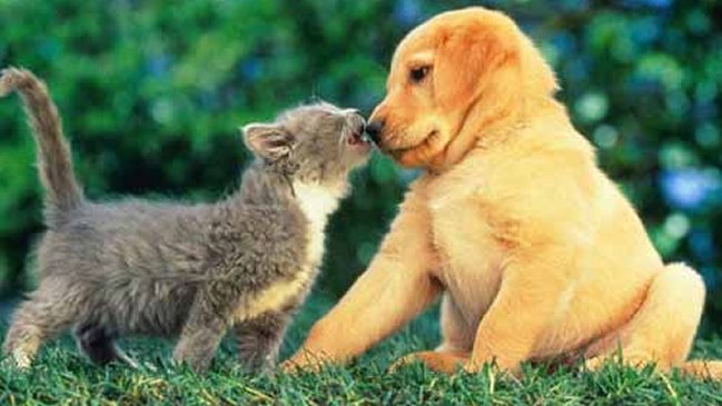 Las principales diferencias entre gatos y perros