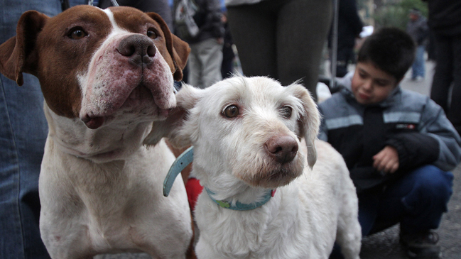 Harán castración masiva de perros vagos en Santiago