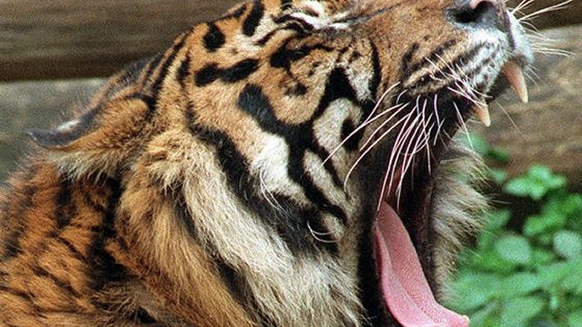 Cinco hombres llevan tres días en un árbol por tigres en Indonesia