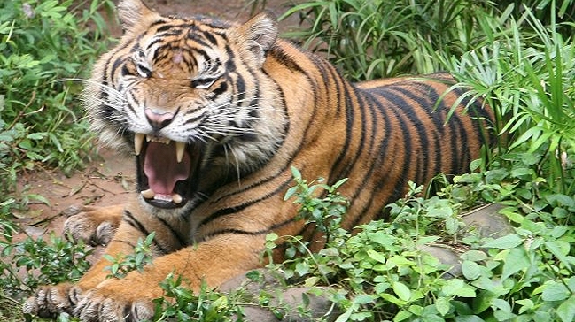 Equipo rescató a grupo de hombres sitiados por tigres