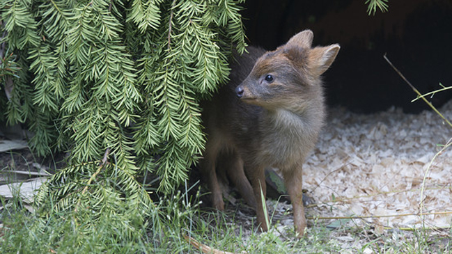 Zoológico de Queens reveló el nacimiento de un pudú en cautiverio