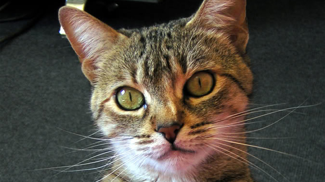 Los gatos se transforman en claves para la medición de la riqueza de un país