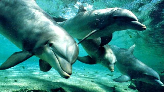 Estudio demostró que delfines usan sonidos únicos para reconocerse y comunicarse