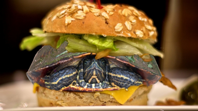 Chino intentó subir una tortuga a un avión ocultándola en una hamburguesa