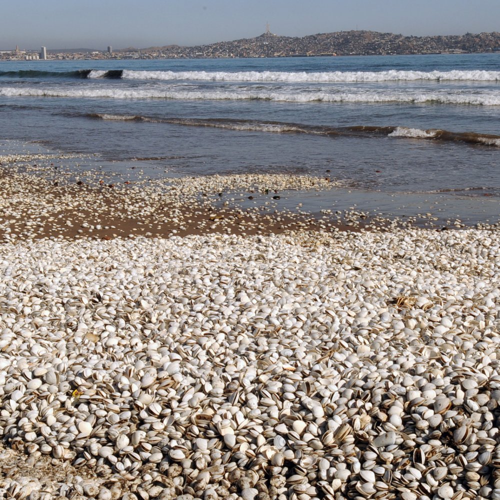 Pescadores denunciaron masiva mortandad de almejas en el Mataquito