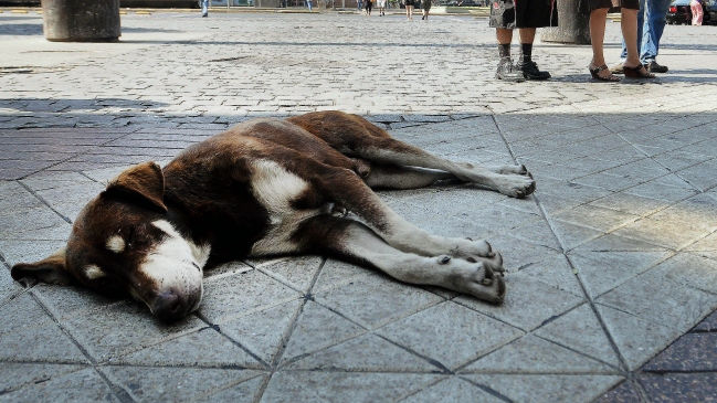 Investigan en hospital de Viña del Mar posible caso de rabia