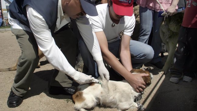 Autoridades de Salud confirmaron caso de rabia en Quilpué