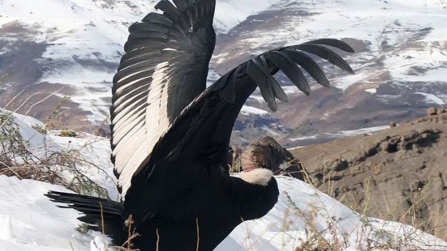 Continúa incertidumbre por aparición de cóndores intoxicados en Los Andes