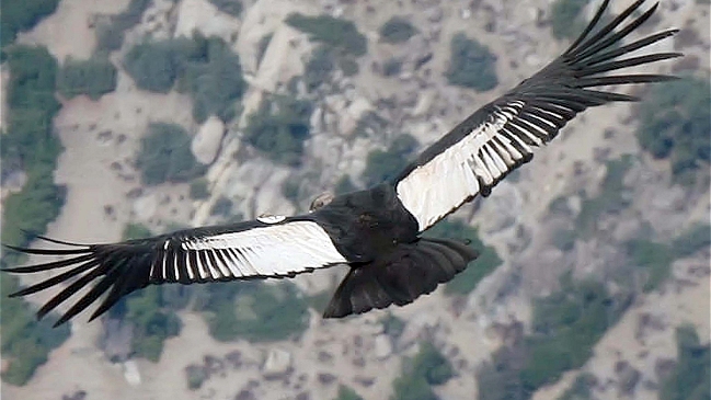 SAG espera resultados de análisis por intoxicación de cóndores