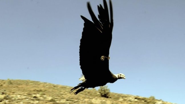 SAG presentó querella por intoxicación de cóndores en Los Andes