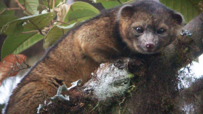 Conoce al olinguito, una nueva especie de mamífero