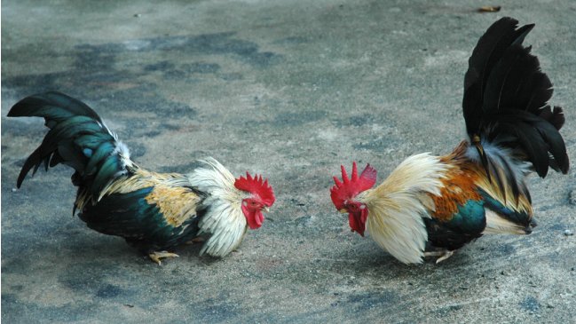 Princesa de Rumania fue detenida por organizar peleas de gallos