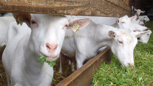 Prohíben ingreso a granjas a hombre que tuvo sexo con cabra