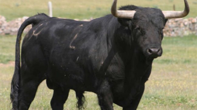 Un toro reincidente se fuga otra vez en Barcelona