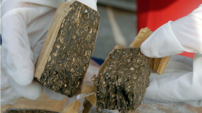 Carabineros decomisó nueve kilos de marihuana en La Florida