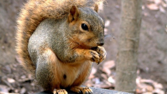 Los animales que son confundidos con espías