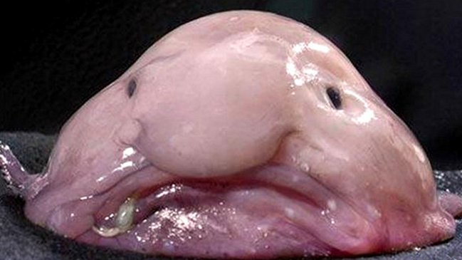 ¿Es éste el animal más feo del mundo?