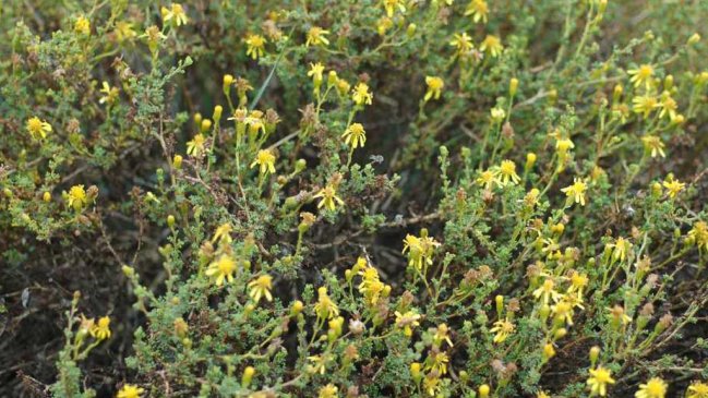 Descubrieron propiedades de planta que podría reducir el cáncer de mama