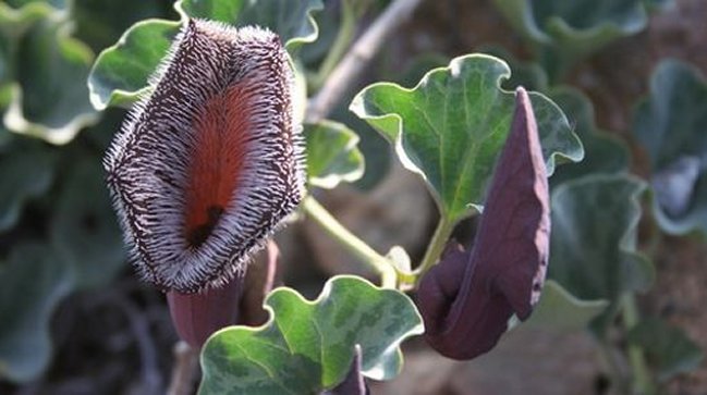 Estudios indicaron que popular agua de hierba produce cáncer