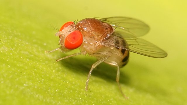 Ellos prefieren el sexo con desconocidas: los hábitos sexuales de las moscas