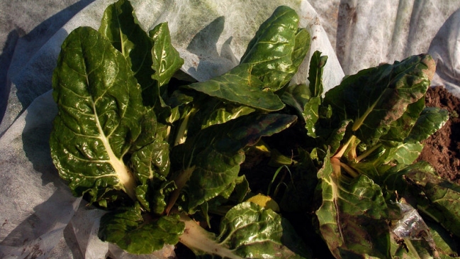 Indap dispuso de bono de hasta 400 mil pesos para agricultores afectados por heladas